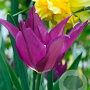 Tulipa Purple Dream 11-12 cm verpakt per 100