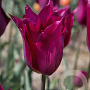 Tulipa Purple Heart 11-12 cm verpakt per 100