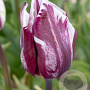 Tulipa Rems Favourite 12 cm verpakt per 100