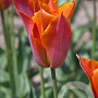 Tulipa Request 12 cm verpakt per 100