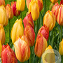Tulipa Rhapsody of Smiles 11-12 cm verpakt per 100