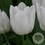 Tulipa (sea) 'Room Prince' 11-12 cm verpakt per 100