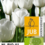 Tulipa Royal Virgin 11-12 cm verpakt per 100
