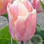 Tulipa Salmon Prince 11-12 cm verpakt per 100