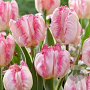 Tulipa Silver Parrot 11-12 cm verpakt per 100