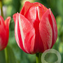 Tulipa Spryng Break 12 cm verpakt per 100