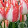 Tulipa Spryng Sunrise 12 cm verpakt per 100