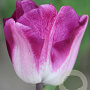 Tulipa Shiun 11-12 cm verpakt per 100