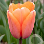 Tulipa Apricot Impression 12 cm verpakt per 100