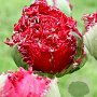 Tulipa Qatar 11-12 cm verpakt per 100