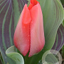Tulipa Trauttmansdorff 11-12 cm verpakt per 100