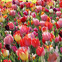 Tulipa Triumph Mix 11-12 cm verpakt per 100
