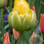 Tulipa Vanilla Coupe 11-12 cm verpakt per 100