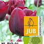 Tulipa Ronaldo 11-12 cm verpakt per 100