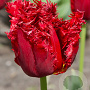 Tulipa Versaci 11-12 cm verpakt per 100