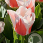 Tulipa Willem van den Akker 12 cm verpakt per 100
