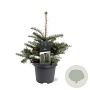 Abies koreana 30-40 cm 5,0L