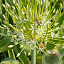 Allium 'Artic Snow' 12-14 cm verpakt per 25