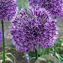 Allium 'Early Emperor' 14 CM verpakt per 25