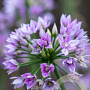 Allium 'Eros' 5 cm verpakt per 100