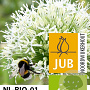 Allium 'Mount Everest' 20 cm verpakt per 25