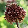 Allium 'Red Mohican' 10 cm verpakt per 25