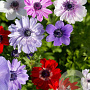 Anemone 'St. Brigid Mix' 5-6 cm verpakt per 100