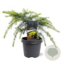 Cedrus deod. 'Golden Horizon' 30-40 cm 5,0L