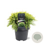 Chamaecyparis l. 'Sunkist' 30-40 cm 5,0L