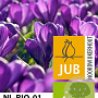 Crocus 'Flower Record' 8-9 cm verpakt per 100