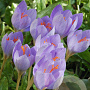 Crocus speciosus 5 cm verpakt per 100