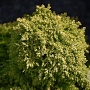 Cryptomeria j. 'Twinkle Toes' 20-25 cm 3,0L