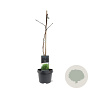 Ginkgo biloba 50-60 cm 3,0L