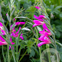 Gladiolus byzantinus verpakt per 100