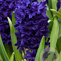 Hyacinthen Blue Trophy verpakt per 50