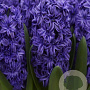 Hyacinthen Royal Navy verpakt per 50