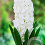 Hyacinthen Snow Crystal verpakt per 50