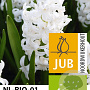 Hyacinthen White Pearl verpakt per 50