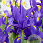 Iris Hollandica Blue Magic 8-9 cm verpakt per 100