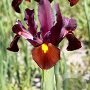 Iris Hollandica Red Ember verpakt per 100