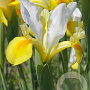 Iris Hollandica Symphony verpakt per 100