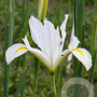 Iris Hollandica White van Vliet verpakt per 100