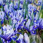 Iris Reticulata reticulata Alida 5-6 cm verpakt per 100