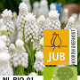Muscari aucheri 'White Magic' 8-9 cm verpakt per 100