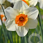 Narcissus 'Barret Browning' 12-14 cm verpakt per 10