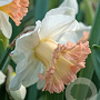 Narcissus 'British Gamble' 12-14 cm verpakt per 10