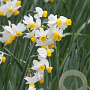 Narcissus 'Canaliculatus' 12-14 cm verpakt per 10