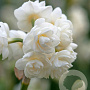 Narcissus 'Cheerfulness' 12-14 cm verpakt per 10