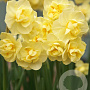 Narcissus Yellow Cheerfulness 12-14 cm verpakt per 10