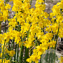 Narcissus 'Cordubensis' verpakt per 100
